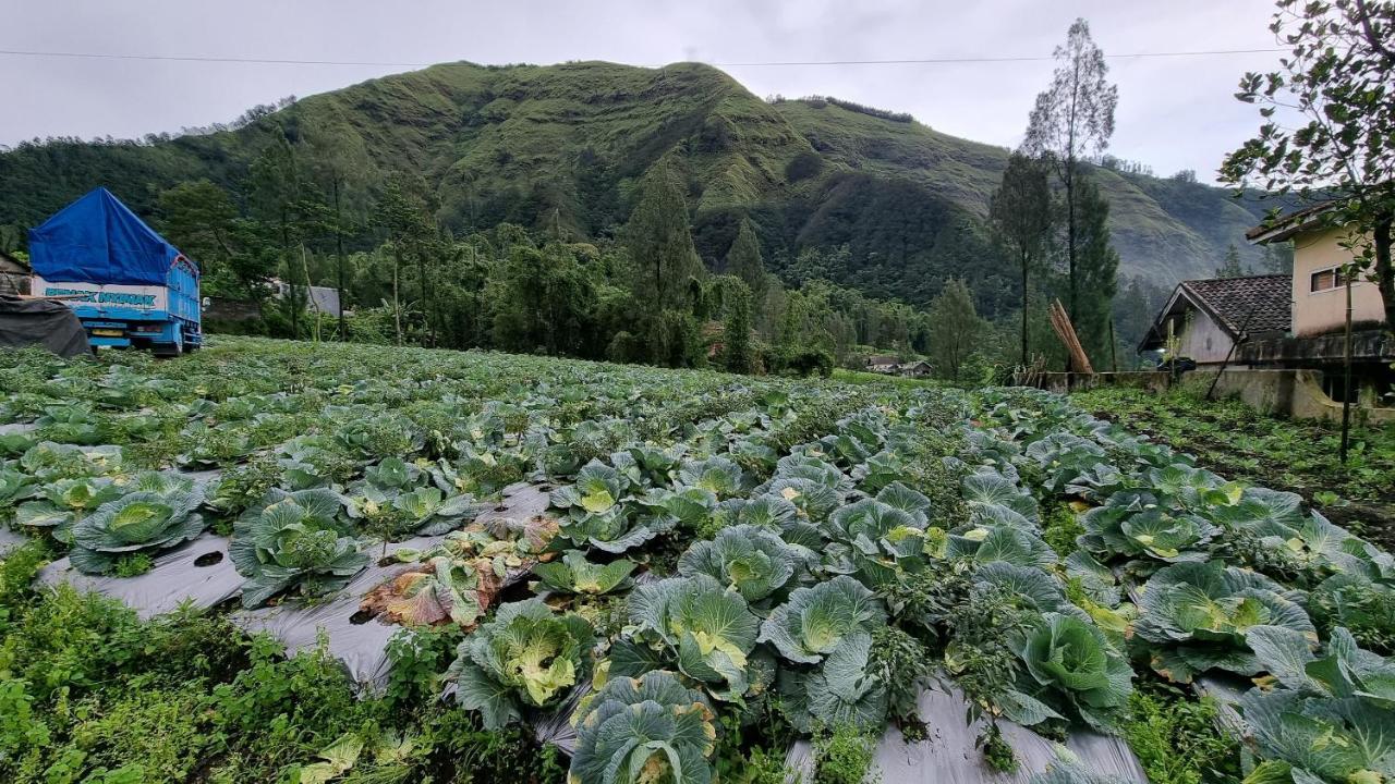 Arum Bromo Villas Ngadisari Екстериор снимка